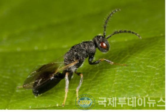 2. 고흥군, 매실 복숭아씨살이좀벌 방제 총력 (2).jpg