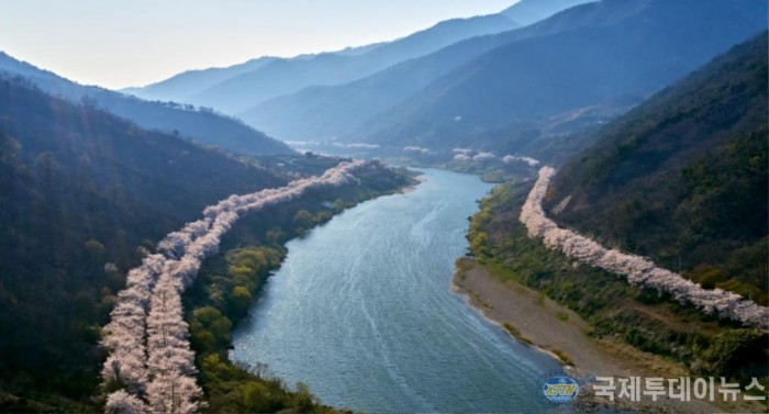 구례군 사진자료(20200305_한국에서 가장 아름다운 길 100에 선정된 구례 섬진강 벚꽃길).jpg