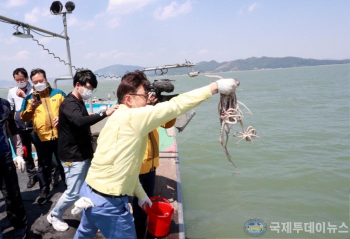 1. 보성군, 낙지 목장 사업으로 암컷 낙지 5천 마리 방류 -득량만.JPG