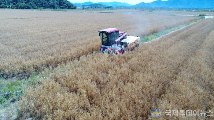 쌀귀리 수확 (7).JPG