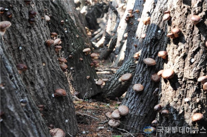코로나 면역력에 원목재배한 ’장흥표고버섯’ 탁월 2.jpg