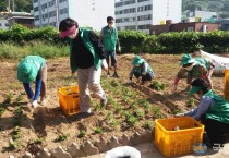 4. (충무동)여수 곳곳, 코로나19로 지친 마음 달래줄 가을꽃 식재….JPG