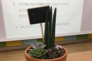 인천 중구, 드림스타트 아동과 공기정화식물 가꾸기 진행