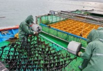 고흥산 해조류 우량종자 개발 시험 생산가동