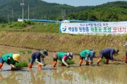 장흥군 용산농협, 올벼쌀 생산 단지 손 모내기