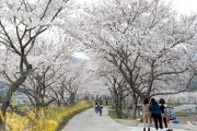 탐진강 벚꽃길 따라 봄이 ‘성큼’