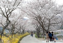 탐진강 벚꽃길 따라 봄이 ‘성큼’