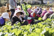‘여수 돌산갓’, 생산량‧매출액 증가…지역경제 효자노릇 ‘톡톡’