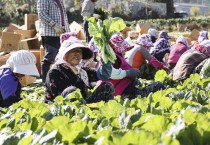 ‘여수 돌산갓’, 생산량‧매출액 증가…지역경제 효자노릇 ‘톡톡’