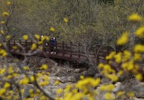 2월 마지막 주말인 29일 구례군 산동면 반곡마을의 산수유꽃이 꽃망울을 터트린 가운데