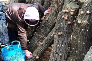 코로나 면역력에 원목재배한 ’장흥표고버섯’ 탁월