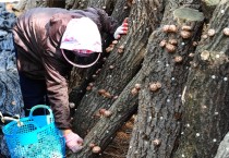 코로나 면역력에 원목재배한 ’장흥표고버섯’ 탁월