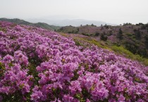 보성군, 일림산 철쭉문화행사 취소 및 차량진입 전면 통제