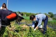 여수시 미평동 ‘행복더함 마을공동체’, 텃밭 수확물 나눔