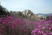 연분홍으로 갈아입은 주작산(朱雀山)