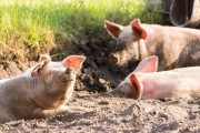 전국 돼지농장 48시간 이동중지…위기경보 ‘심각’ 격상