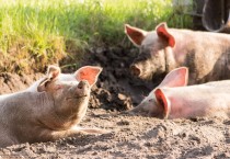 전국 돼지농장 48시간 이동중지…위기경보 ‘심각’ 격상